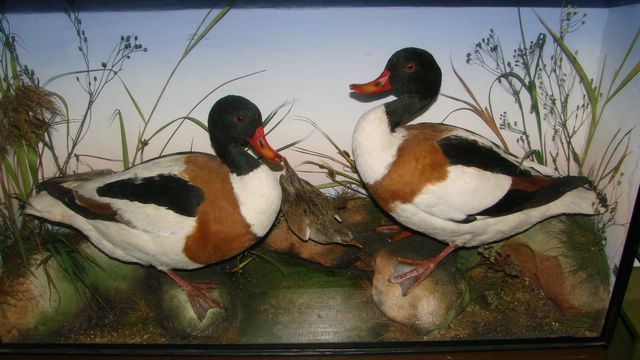 bcshelduck1 [640x480].jpg